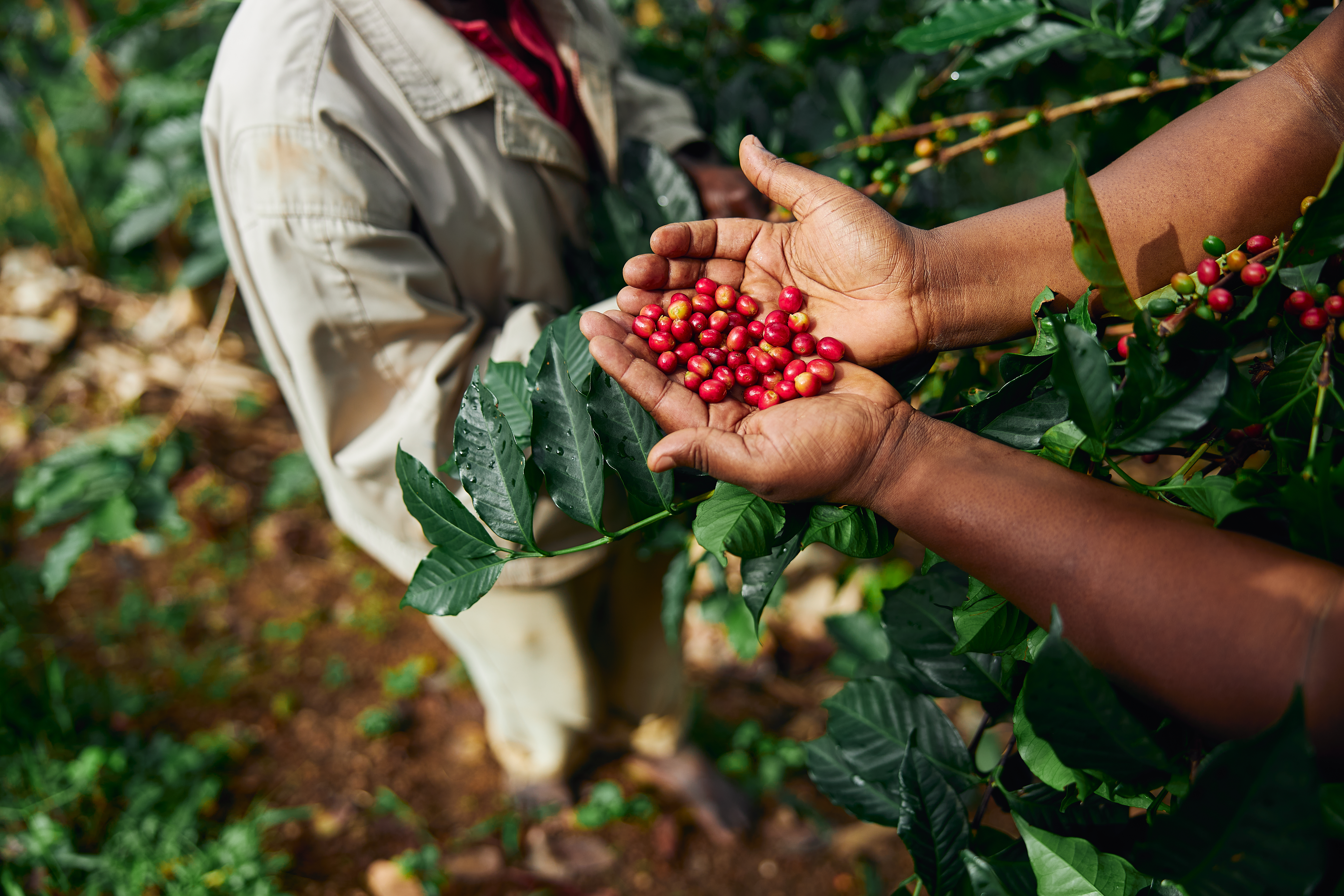 African,Worker,Is,Gathering,Coffee,Beans,On,Plantation,In,Bushy